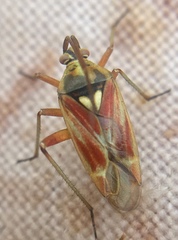 Calocoris roseomaculatus