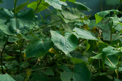 Image of Fagopyrum cymosum by (c) WATANABE Hitoshi 渡辺仁, some rights reserved (CC BY)