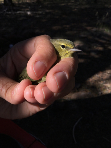 iNaturalist observation photo of Orange-crowned Warbler
