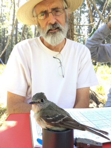 iNaturalist observation photo of Dusky Flycatcher