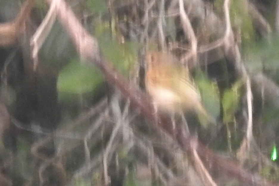 Rusty-fronted Tody-Flycatcher (Poecilotriccus latirostris), photo 5