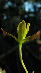 Encyclia