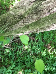 Karpatiosorbus latifolia
