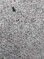 Camponotus pennsylvanicus