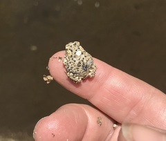 Anaxyrus californicus