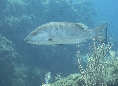 Cubera snapper