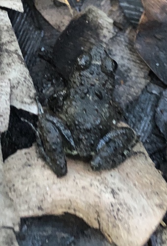 Phrynobatrachus ungujae