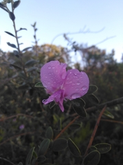 Podalyria burchellii