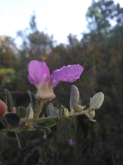 Podalyria burchellii
