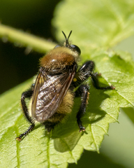 Laphria insignis