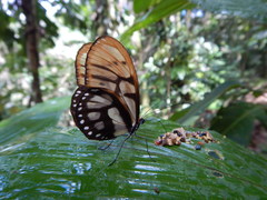 Athesis acrisione acrisione