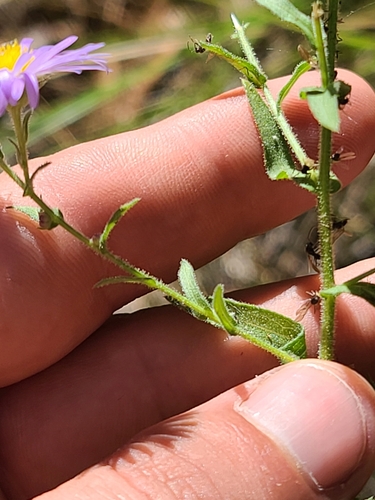 Image of Psilactis gentryi by no rights reserved