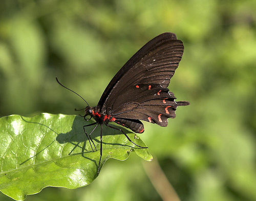 Montezuma's Cattleheart