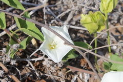 Calystegia macrostegia macrostegia
