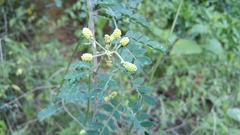 Mimosa malacophylla