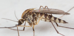 Aedes implicatus