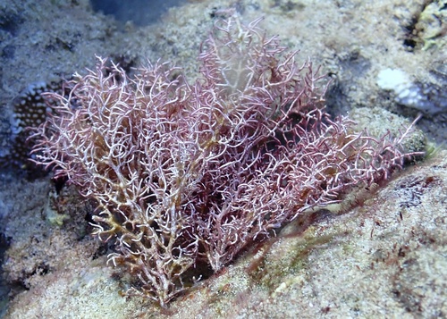 Ganonema farinosum