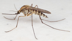 Aedes implicatus