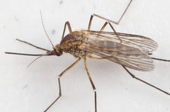 Aedes implicatus
