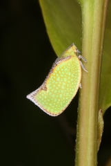 Salurnis marginella