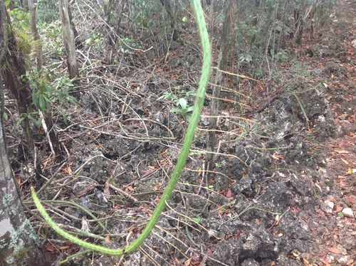 Image of Selenicereus grandiflorus by no rights reserved