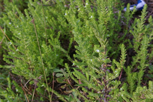Image of Stemodia maritima by no rights reserved