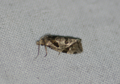 Aethes rana
