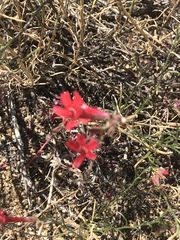 Ipomopsis tenuifolia