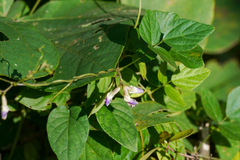 Amphicarpaea edgeworthii, photograph WATANABE Hitoshi 渡辺仁, CC BY, iNaturalist via GBIF