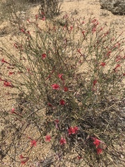Ipomopsis tenuifolia