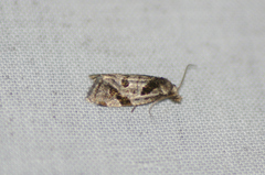 Aethes rana