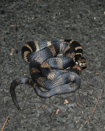 Stephens' Banded Snake sighting