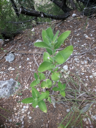 Ruellia humilis