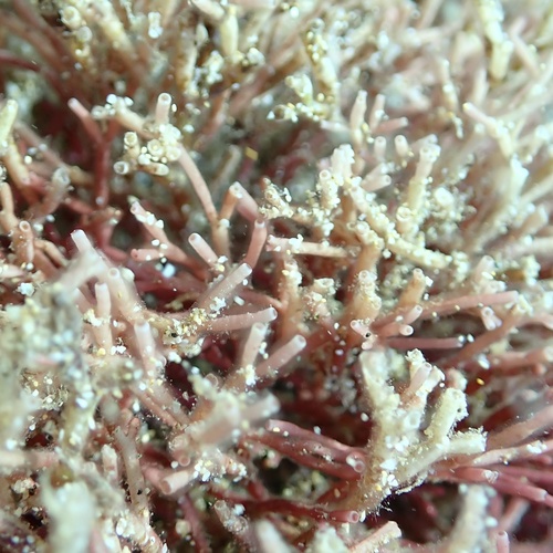 Tricleocarpa australiensis