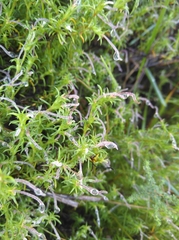 Carpacoce spermacocea