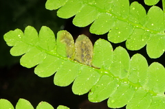 Chirosia filicis