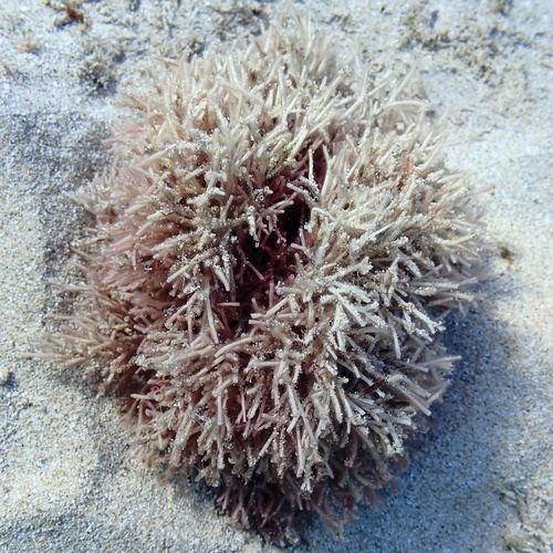 Tricleocarpa australiensis