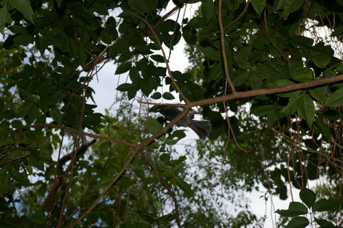 Grand Cayman Bullfinch (Melopyrrha taylori), photo 8