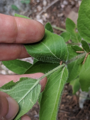 Ruellia humilis