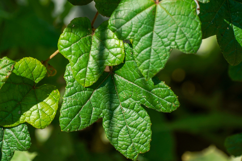 Image of Vitis ficifolia by (c) WATANABE Hitoshi 渡辺仁, some rights reserved (CC BY)
