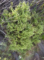Carpacoce spermacocea