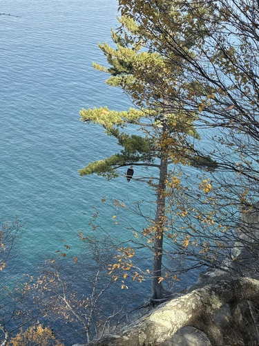 Bald Eagle photographed in Michigan