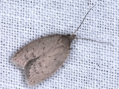 Pellopsis aerodes