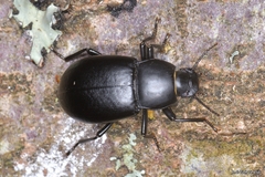 Coelometopus clypeatus