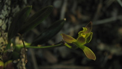 Encyclia