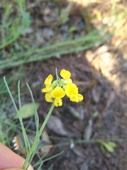 Lebeckia gracilis