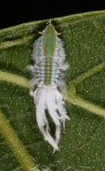 Salurnis marginella