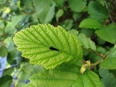 Mystacides sepulchralis