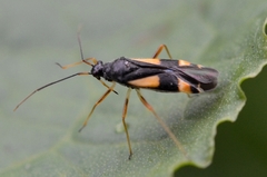 Dryophilocoris flavoquadrimaculatus