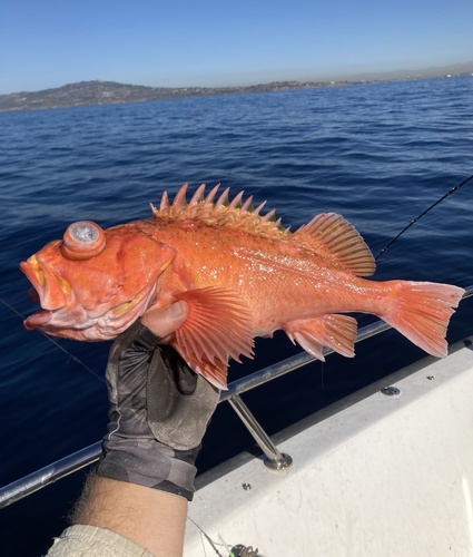 Greenblotched rockfish (Sebastes rosenblatti) — Sebastidae — 4